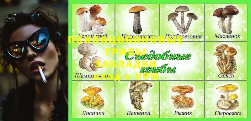 Галлюциногенные грибы Psilocybe  мега как войти  Магадан 